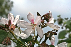Bauhinia variegata